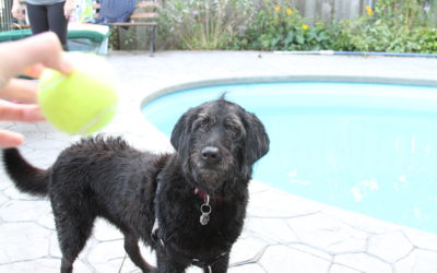 Izzy’s Latest Adventure: Wonder Lake