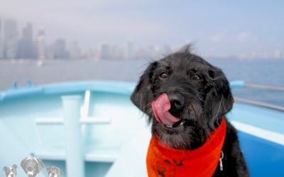 Izzy’s Latest Adventure: Charity Canine Cruise