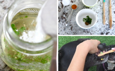 DIY Toothpaste for Dogs + Giveaway
