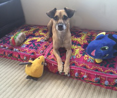 Giving Your Dog the World in a Small Space