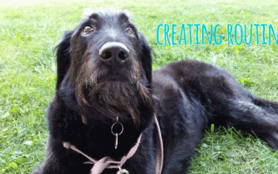 You and Your Dog Will Thrive from Routine