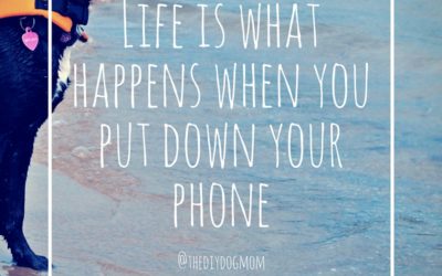 10 Reasons to Put Away the Phone When Youre with Your Dog