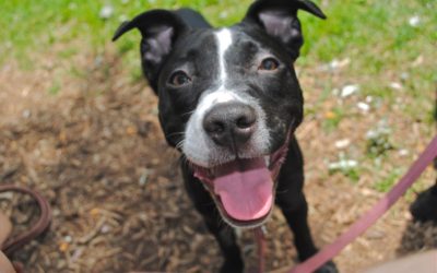 Montreal’s Pit Bull Ban Suspended + Miami’s BSL