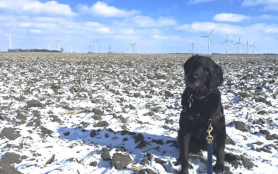 Izzy’s Latest Adventure: Transporting a Rescue Dog