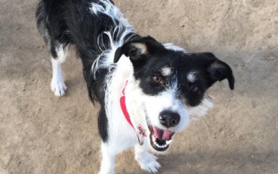 Rescue Dog of the Month: Tessie