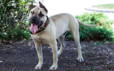 Rescue Dog of the Month: Walter