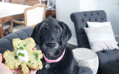 Shamrock Dog Treats