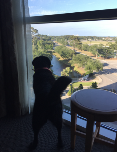 Screen Shot 2017-05-22 at 3.27.22 PM