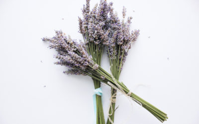 7 Must Have Essential Oils for Dogs During Summer