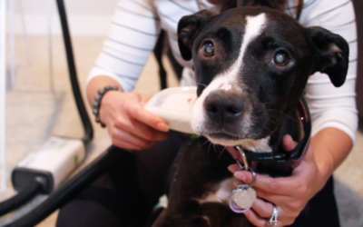 Portable Bathing with BISSELL | BarkBath Review