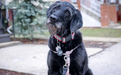 The Smarter, Digital Pet Tag