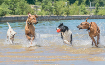 8/12 DIY Dog Mom Pop-up in Chicago, IL