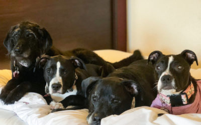Traveling with Raw Fed Dogs: Our Mini Road Trip & Stay at The Red Roof Inn